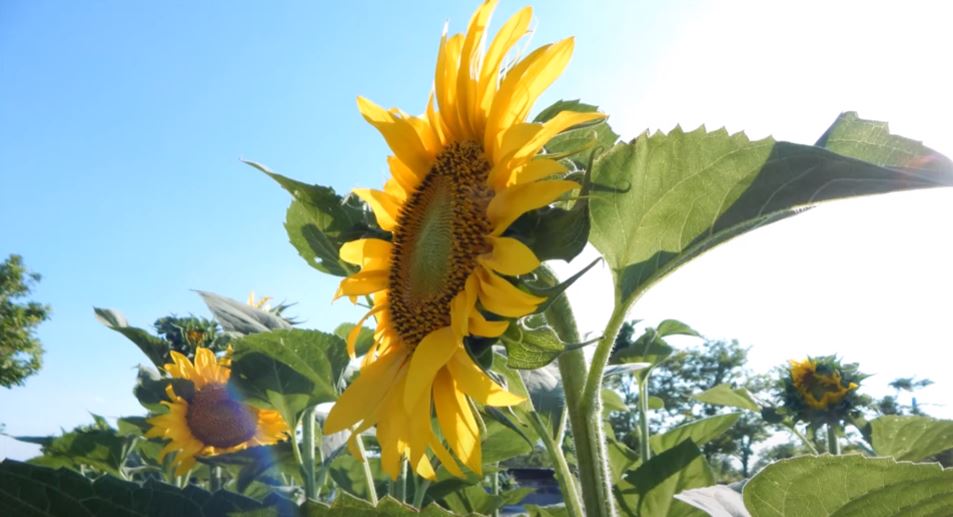 COASTAL H2020: Collaborative Land-Sea Integration Platform / Case study in Romania: Agriculture